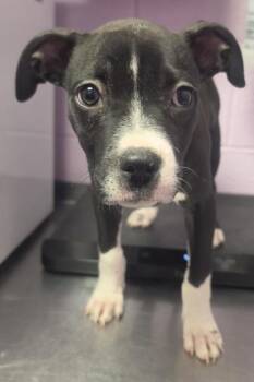Boxer and Mixed Breed Dogs Available for Adoption in El Paso, Texas - 60924479 | PetCurious