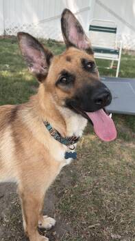 Starling -  Belgian Shepherd Malinois and German Shepherd Dog Dog for Adoption in Westland, Michigan - Starling | PetCurious