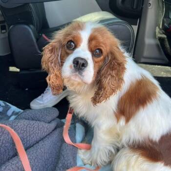 Rescue Cavalier King Charles Spaniel and Mixed Breed Dogs for Adoption in Shorewood, Illinois - Suzie | PetCurious