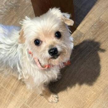 Yorkshire Terrier Dogs Available for Adoption in Tulsa, Oklahoma - Seadra | PetCurious