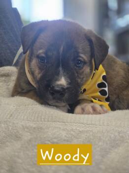 Woody -  American Bulldog Dog for Adoption in Walthill, Nebraska - Woody | PetCurious