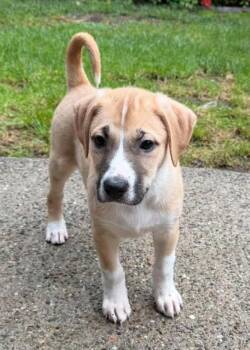 American Staffordshire Terrier and Anatolian Shepherd Dogs Available for Adoption in Tracy, California - Lucy | PetCurious