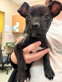 Mixed Breed Dogs Available for Adoption in Kansas City, Missouri - Perez | PetCurious