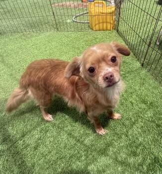 Rescue Pomeranian and Chihuahua Dogs for Adoption in Imperial Beach, California - Bubbles | PetCurious