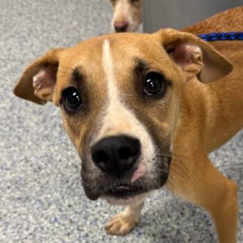 Darby -  Mixed Breed Dog for Adoption in Greenville, South Carolina - Darby | PetCurious