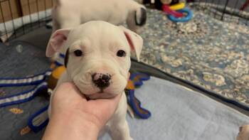 Terrier Dogs Available for Adoption in Tallahassee, Florida - Roo | PetCurious