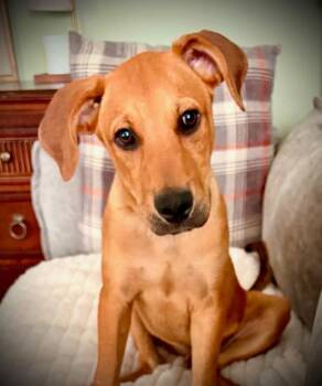 Ralphie -  Golden Retriever Dog for Adoption in Powell, Tennessee - Ralphie | PetCurious