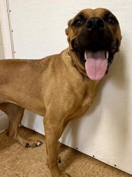 Nana -  Labrador Retriever and Mixed Breed Dog for Adoption in San Antonio, Texas - Nana | PetCurious