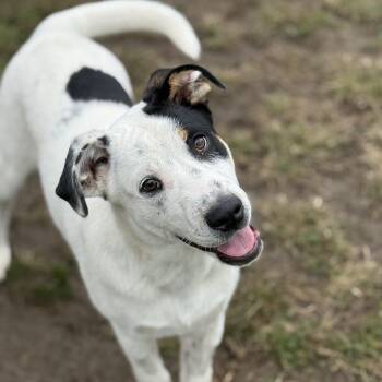 Seek -  Australian Cattle Dog Blue Heeler and Great Pyrenees Dog for Adoption in Amarillo, Texas - Seek | PetCurious