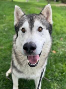 Siberian Husky and German Shepherd Dog Dogs Available for Adoption in Woodland, California - *NASH | PetCurious