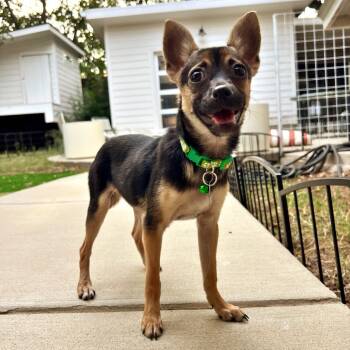 Rescue Chihuahua Dogs for Adoption in Houston, Texas - Iris (Dallas) | PetCurious