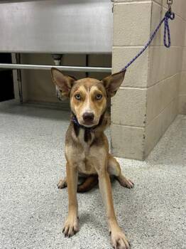 ATHENA -  Siberian Husky and Mixed Breed Dog for Adoption in Conroe, Texas - ATHENA | PetCurious