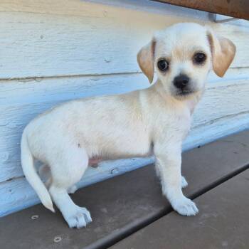 Butters -  Terrier and Chihuahua Dog for Adoption in Prescott, Arizona - Butters | PetCurious