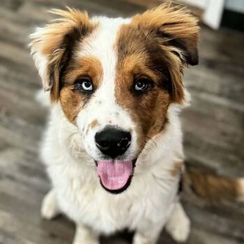 Australian Shepherd and Great Pyrenees Dogs Available for Adoption - Jolly | PetCurious