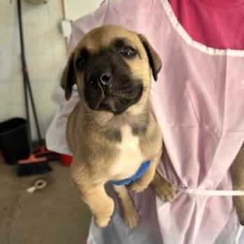Conrad -  Australian Shepherd and Mixed Breed Dog for Adoption in Morton Grove, Illinois - Conrad | PetCurious