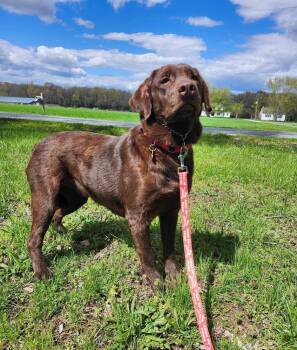Rescue Labrador Retriever Dogs for Adoption in Milton, Delaware - Truffles | PetCurious