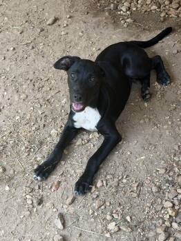 Thumper -  Labrador Retriever and Rat Terrier Dog for Adoption in Jackson, Mississippi - Thumper | PetCurious