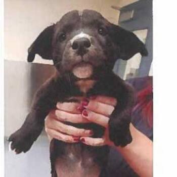 Rabbit -  Boxer and Black Labrador Retriever Dog for Adoption in Reno, Nevada - Rabbit | PetCurious