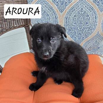 Aurora -  Black Labrador Retriever and German Shepherd Dog Dog Available for Adoption in Sanford, North Carolina - Aurora | PetCurious