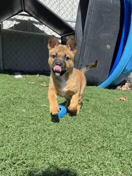 German Shepherd Dog and American Staffordshire Terrier Dogs Available for Adoption in Eastpointe, Michigan - Fozzy! DNA Tested!  | PetCurious