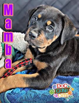 Rottweiler Dogs Available for Adoption in Perris, California - Mamba | PetCurious