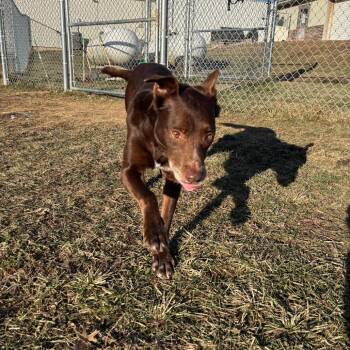 Earl -  Chocolate Labrador Retriever and Mixed Breed Dog for Adoption in Marshalltown, Iowa - Earl | PetCurious