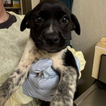 Mixed Breed Dogs Available for Adoption in Pekin, Illinois - McKay | PetCurious