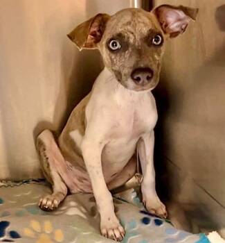 Cameron -  Jack Russell Terrier Dog for Adoption in Grand Bay, Alabama - Cameron | PetCurious