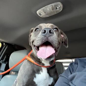 Pit Bull Terrier Dogs Available for Adoption in Portland, Texas - Baby | PetCurious