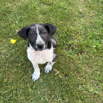 Delio -  Mixed Breed Dog for Adoption in Buffalo, Minnesota - Delio | PetCurious