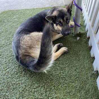 A614826 -  German Shepherd Dog and Mixed Breed Dog for Adoption in Modesto, California - A614826 | PetCurious