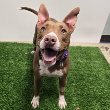 Rescue Mixed Breed Dogs for Adoption in Columbia, Missouri - Wendy | PetCurious