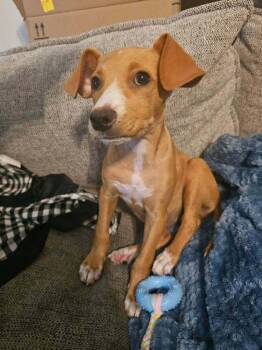 Nala -  Mixed Breed Dog for Adoption in Dorr, Michigan - Nala | PetCurious