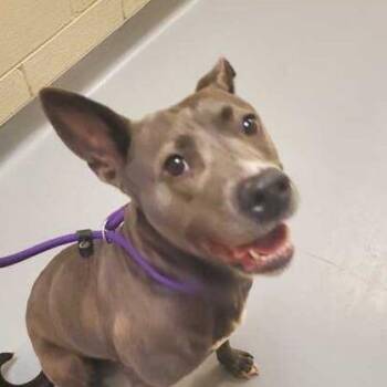 Ariel -  Mixed Breed Dog for Adoption in Asheville, North Carolina - Ariel | PetCurious