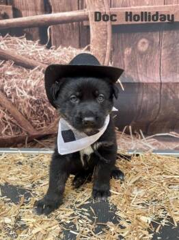 German Shepherd Dog and Husky Dogs Available for Adoption - Doc Holliday | PetCurious