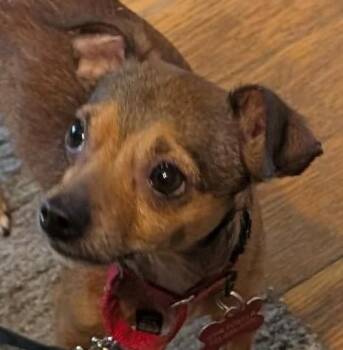 Little B -  Chihuahua Dog for Adoption in Watertown, Connecticut - Little B | PetCurious