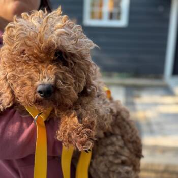 Vita -  Golden Retriever and Miniature Poodle Dog for Adoption in Campton Hills, Illinois - Vita | PetCurious
