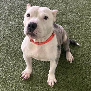 Gigi -  Mixed Breed Dog for Adoption in Greensboro, North Carolina - Gigi | PetCurious
