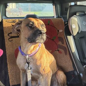 Jenny -  Black Mouth Cur and Shepherd Dog for Adoption in Palmhurst, Texas - Jenny | PetCurious