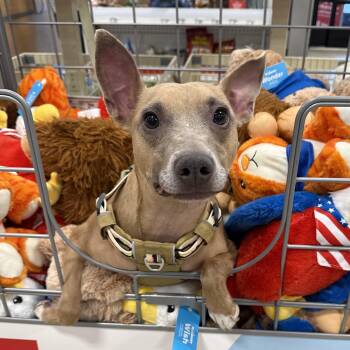 Feist Dogs Available for Adoption in Baton Rouge, Louisiana - Ace | PetCurious