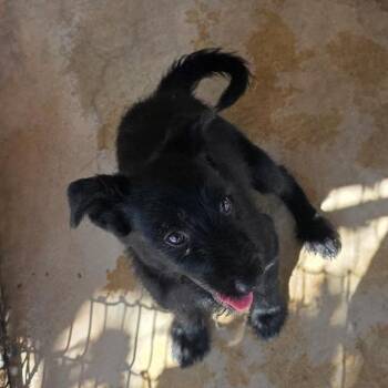 Amber -  Mixed Breed Dog for Adoption in Otisfield, Maine - Amber | PetCurious