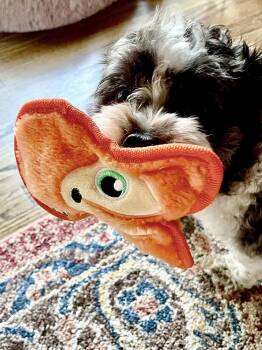 Chico -  Shih Tzu Dog for Adoption in Greenlawn, New York - Chico | PetCurious