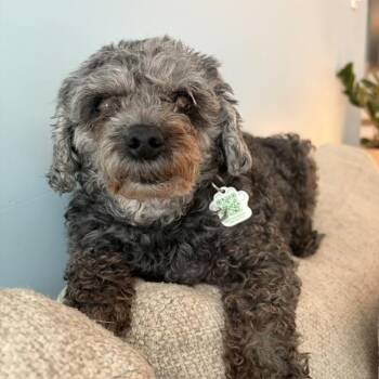Queenie -  Miniature Poodle Dog for Adoption in Toronto, Ontario - Queenie | PetCurious