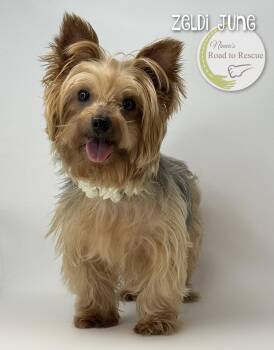 Zeldi June -  Yorkshire Terrier Dog for Adoption in Benton, Louisiana - Zeldi June | PetCurious
