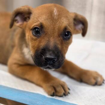 Marnie -  Mixed Breed Dog for Adoption in Sarasota, Florida - Marnie | PetCurious