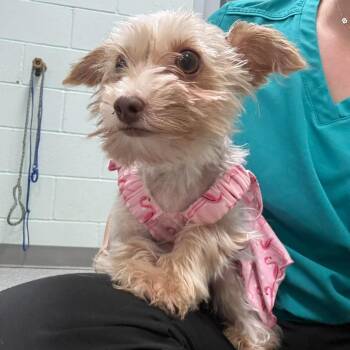 Mouse -  Yorkshire Terrier Dog for Adoption in Bardstown, Kentucky - Mouse | PetCurious