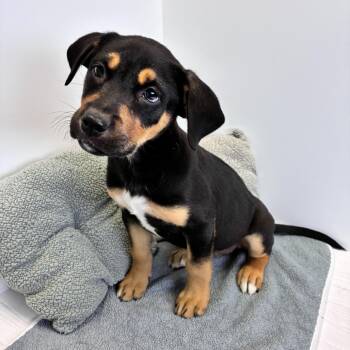 Shepherd and Labrador Retriever Dogs Available for Adoption in Dayton, Ohio - Ranger | PetCurious