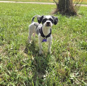 Jango -  Shih Tzu Dog for Adoption in Jamestown, North Dakota - Jango | PetCurious