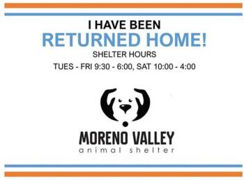 HUNNY -  German Shepherd Dog and Siberian Husky Dog for Adoption in Moreno Valley, California - HUNNY | PetCurious