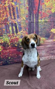 Scout -  Beagle Dog for Adoption in Urbana, Ohio - Scout | PetCurious
